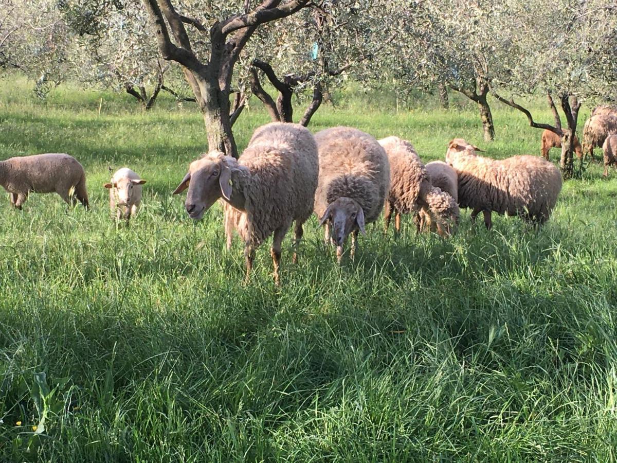 Agriturismo Casa Rosa Verona Luaran gambar